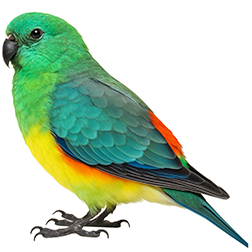 Red-rumped Parakeet